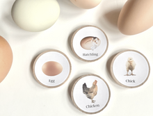 Load image into Gallery viewer, Wooden Life Cycle Coins + Magnets for Learning Science-Elementary + Homeschool- Sets of 4 Birch 2" Coins - Montessori, Optional Memory Game
