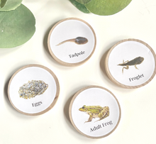 Load image into Gallery viewer, Wooden Life Cycle Coins + Magnets for Learning Science-Elementary + Homeschool- Sets of 4 Birch 2" Coins - Montessori, Optional Memory Game